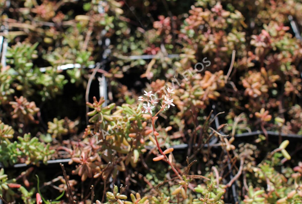 Rozchodník bílý - Sedum album