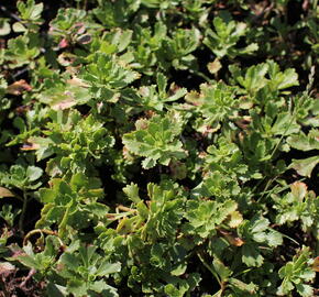 Rozchodník 'Czar's Gold' - Sedum hybridum 'Czar's Gold'