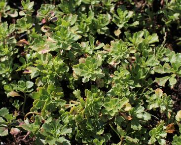 Rozchodník 'Czar's Gold'