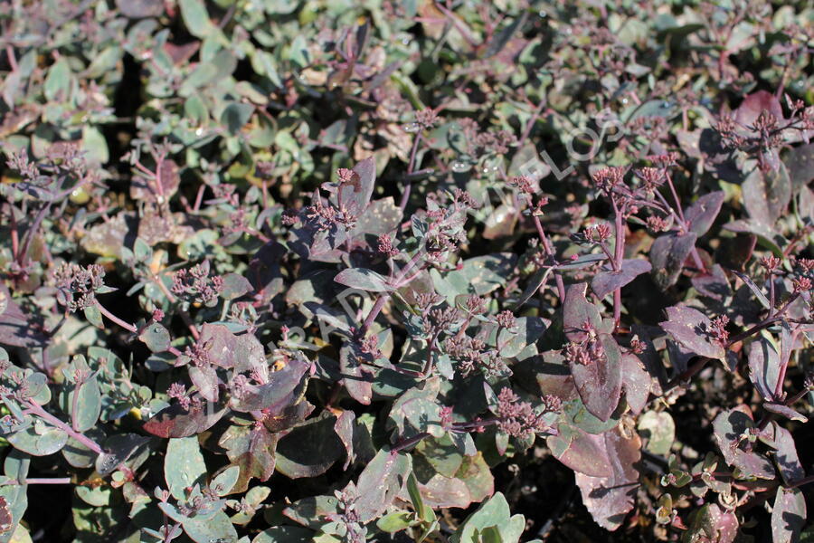 Rozchodník nachový 'Xenox Rainbow' - Sedum telephium 'Xenox Rainbow'