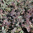 Rozchodník nachový 'Xenox Rainbow' - Sedum telephium 'Xenox Rainbow'