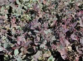 Rozchodník nachový 'Xenox Rainbow' - Sedum telephium 'Xenox Rainbow'
