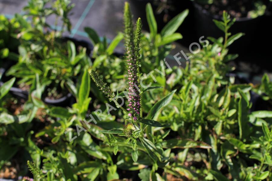 Rozrazil klasnatý 'Baby Doll' - Veronica spicata 'Baby Doll'
