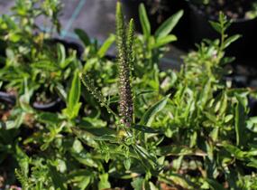 Rozrazil klasnatý 'Baby Doll' - Veronica spicata 'Baby Doll'