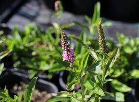 Rozrazil klasnatý 'Baby Doll' - Veronica spicata 'Baby Doll'