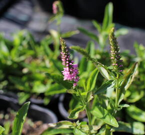 Rozrazil klasnatý 'Baby Doll' - Veronica spicata 'Baby Doll'