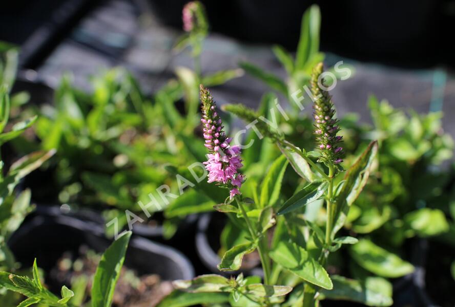Rozrazil klasnatý 'Baby Doll' - Veronica spicata 'Baby Doll'