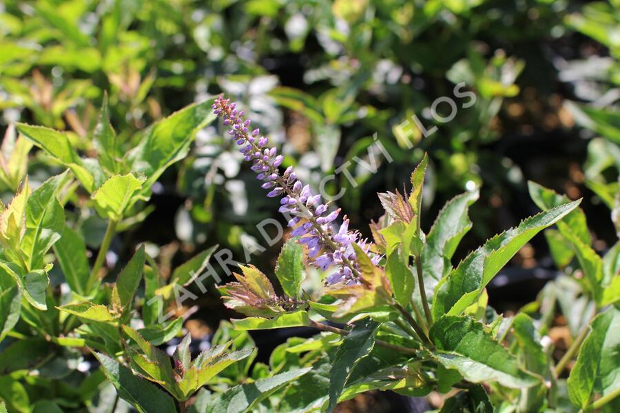 Rozrazilovec viržinský 'Red Arrows' - Veronicastrum virginicum 'Red Arrows'