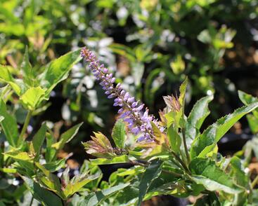 Rozrazilovec viržinský 'Red Arrows'