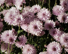 Listopadka indická 'Julia'