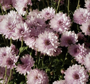 Listopadka indická 'Julia'