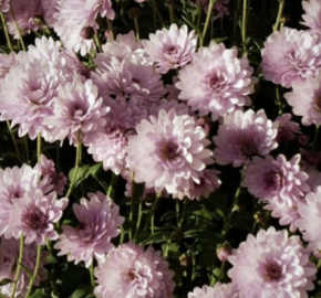 Listopadka indická 'Julia' - Dendranthema indicum 'Julia'