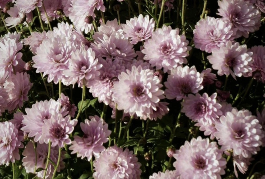 Listopadka indická 'Julia' - Dendranthema indicum 'Julia'