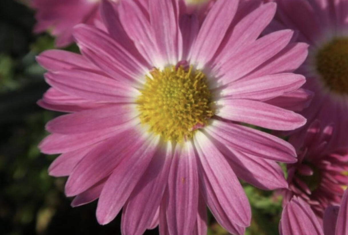 Listopadka indická 'Rosa-Lila' - Dendranthema indicum 'Rosa-Lila'