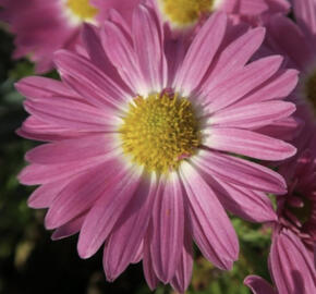 Listopadka indická 'Rosa-Lila'