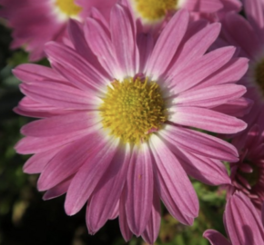 Listopadka indická 'Rosa-Lila' - Dendranthema indicum 'Rosa-Lila'