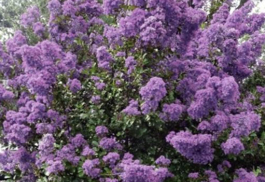 Pukol indický, krepová myrta 'Petite Orchid' - Lagerstroemia indica 'Petite Orchid'