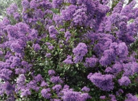 Pukol indický, krepová myrta 'Petite Orchid' - Lagerstroemia indica 'Petite Orchid'