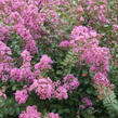 Pukol indický, krepová myrta 'Petite Pink' - Lagerstroemia indica 'Petite Pink'