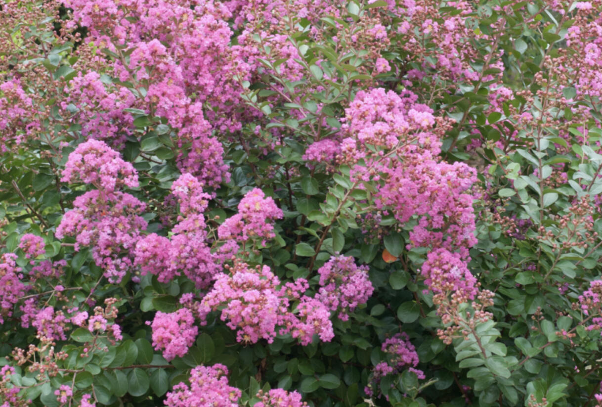 Pukol indický, krepová myrta 'Petite Pink' - Lagerstroemia indica 'Petite Pink'