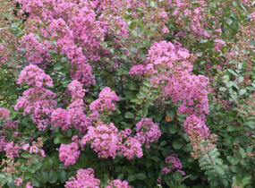 Pukol indický, krepová myrta 'Petite Pink' - Lagerstroemia indica 'Petite Pink'