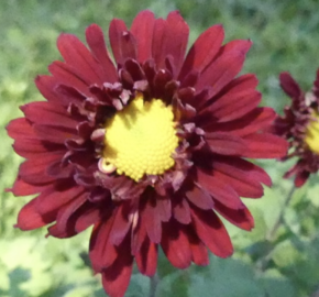 Listopadka indická 'Ceddie Mason' - Dendranthema indicum 'Ceddie Mason'