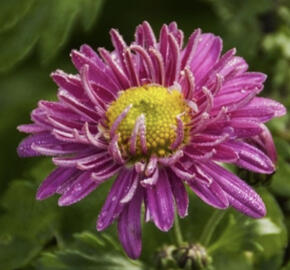 Listopadka indická 'Corinna'