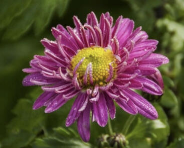 Listopadka indická 'Corinna'