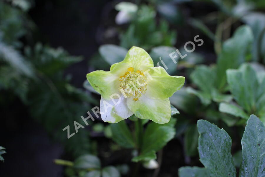 Čemeřice černá 'Mon Bijou' - Helleborus niger 'Mon Bijou'