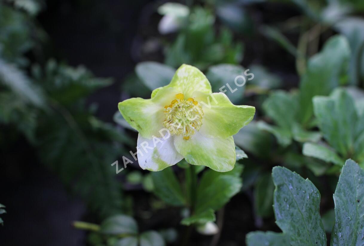 Čemeřice černá 'Mon Bijou' - Helleborus niger 'Mon Bijou'