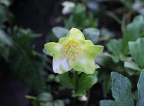 Čemeřice černá 'Mon Bijou' - Helleborus niger 'Mon Bijou'