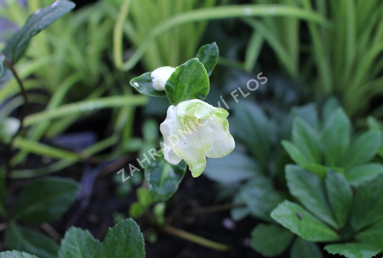 Čemeřice černá 'Mon Bijou' - Helleborus niger 'Mon Bijou'