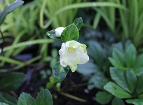 Čemeřice černá 'Mon Bijou' - Helleborus niger 'Mon Bijou'