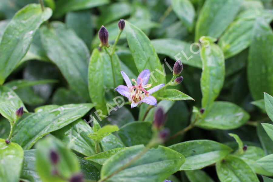 Liliovka srstnatá, hadí lilie 'Taiwan Adbane' - Tricyrtis hirta 'Taiwan Adbane'