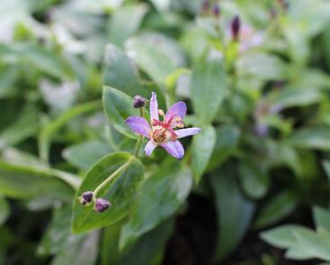 Liliovka srstnatá, hadí lilie 'Taiwan Adbane'