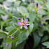Tricyrtis hirta 'Taiwan Adbane'.JPG