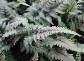 Papratka japonská 'Burgundy Lace' - Athyrium niponicum 'Burgundy Lace'