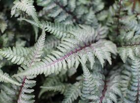 Papratka japonská 'Burgundy Lace' - Athyrium niponicum 'Burgundy Lace'
