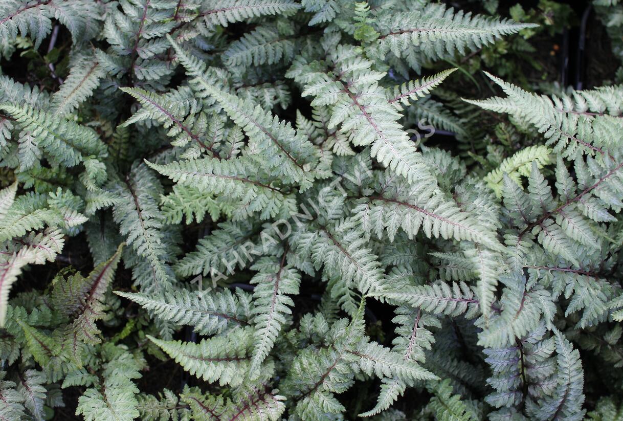 Papratka japonská 'Burgundy Lace' - Athyrium niponicum 'Burgundy Lace'