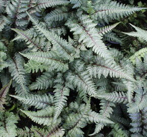 Papratka japonská 'Burgundy Lace' - Athyrium niponicum 'Burgundy Lace'