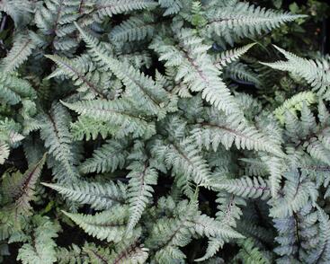 Papratka japonská 'Burgundy Lace'