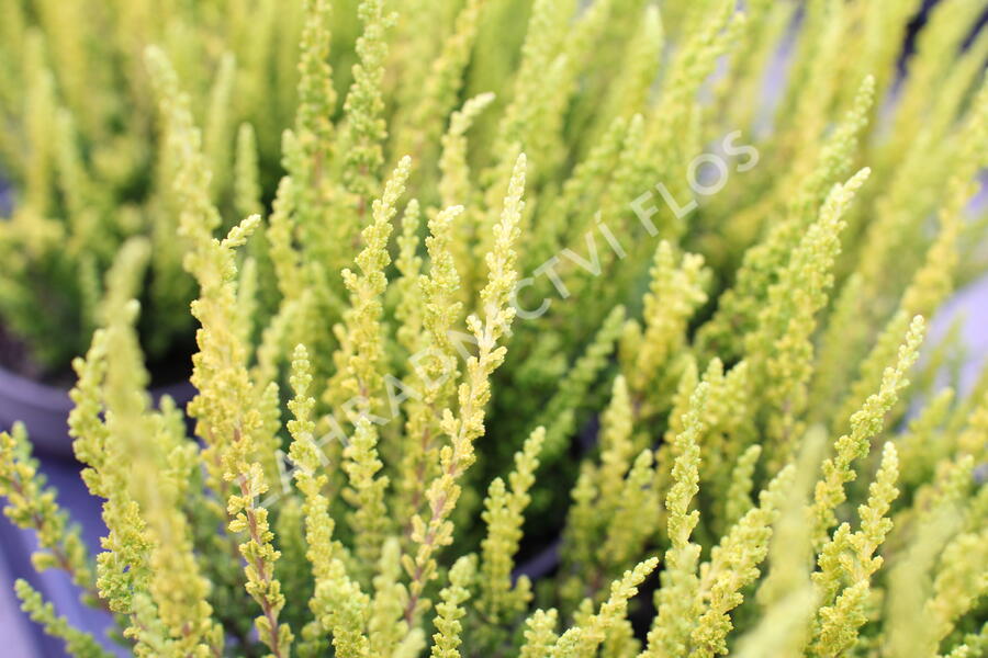 Vřes obecný (Sunset girls®) 'Zelda' - Calluna vulgaris (Sunset girls®) 'Zelda'