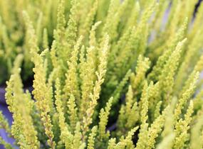 Vřes obecný (Sunset girls®) 'Zelda' - Calluna vulgaris (Sunset girls®) 'Zelda'