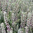 Vřes obecný 'Maggy' (Garden girls®) - Calluna vulgaris 'Maggy' (Garden girls®)