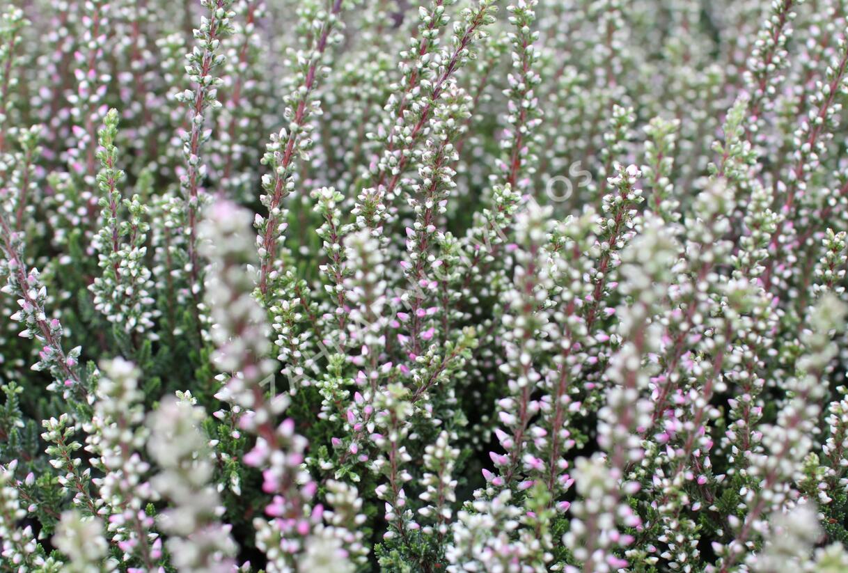 Vřes obecný 'Maggy' (Garden girls®) - Calluna vulgaris 'Maggy' (Garden girls®)