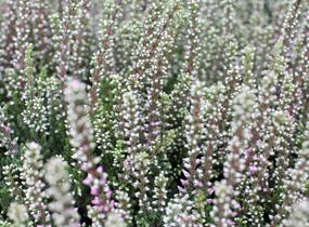 Vřes obecný 'Maggy' (Garden girls®) - Calluna vulgaris 'Maggy' (Garden girls®)