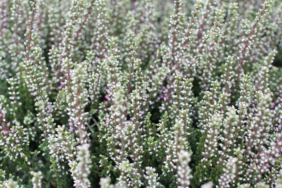 Vřes obecný 'Maggy' (Garden girls®) - Calluna vulgaris 'Maggy' (Garden girls®)