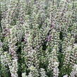Vřes obecný 'Maggy' (Garden girls®) - Calluna vulgaris 'Maggy' (Garden girls®)