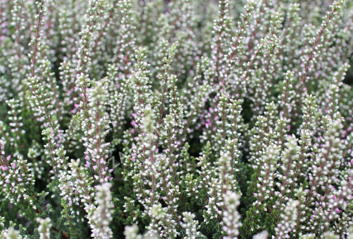 Vřes obecný 'Maggy' (Garden girls®) - Calluna vulgaris 'Maggy' (Garden girls®)