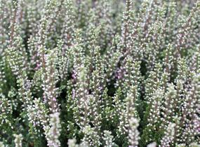 Vřes obecný 'Maggy' (Garden girls®) - Calluna vulgaris 'Maggy' (Garden girls®)